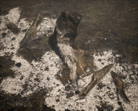Foto de Tocón de árbol quemado y trozos de rama en un suelo forestal carbonizado con cenizas. - Imagen libre de derechos