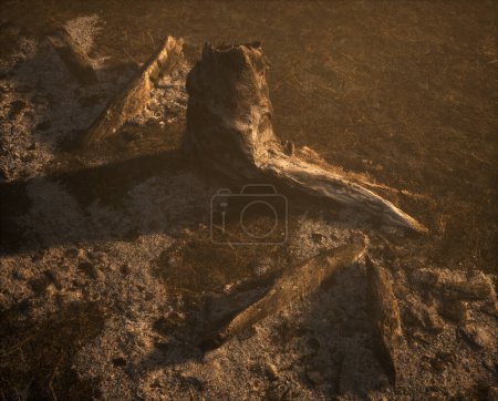 Foto de Tocón de árbol quemado y trozos de rama en un suelo forestal carbonizado con cenizas en la niebla durante la hora dorada. - Imagen libre de derechos