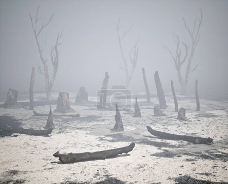 Téléchargez les photos : Troncs d'arbres brûlés dans la forêt brumeuse. - en image libre de droit