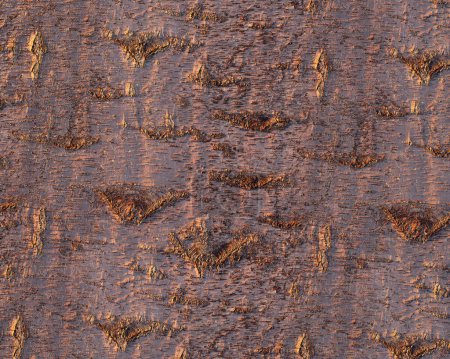 Photo for Pattern and structure of birch bark. Detail shot. - Royalty Free Image
