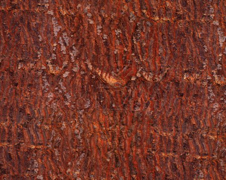 Photo for Pattern and structure of pine bark. Detail shot. - Royalty Free Image