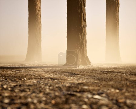 Téléchargez les photos : Troncs de pins brûlés et carbonisés dans la brume sur le sol forestier carbonisé. - en image libre de droit