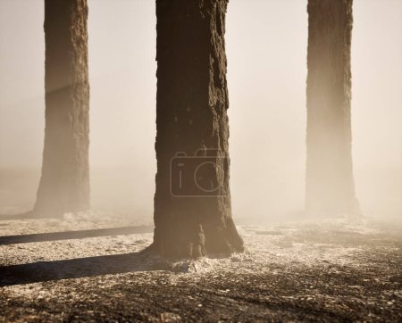 Téléchargez les photos : Troncs de pins brûlés et carbonisés dans la brume sur le sol forestier carbonisé. - en image libre de droit