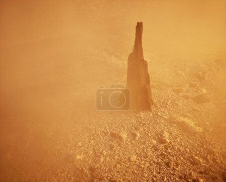 Photo for Burnt and charred tree trunk in mist on charred forest ground. - Royalty Free Image
