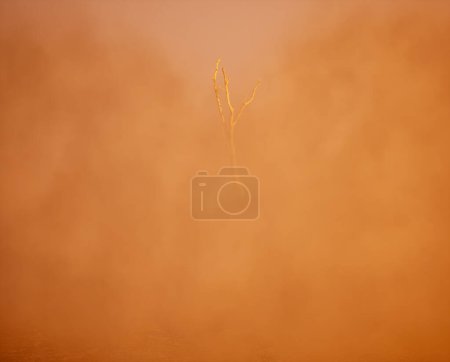 Téléchargez les photos : Arbre mort solitaire dans la brume sur le sol forestier au lever du soleil. - en image libre de droit