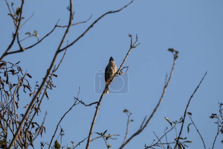 Téléchargez les photos : Oiseau Bulbul moustachu rouge sur arbre, Pycnonotus jocosus - en image libre de droit