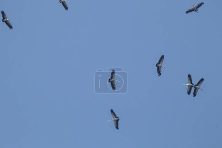 Foto de Bandada de asiático openbill pájaro volando en azul cielo fondo - Imagen libre de derechos