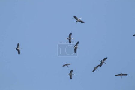 Photo for Flock of asian openbill bird flying on blue sky background - Royalty Free Image