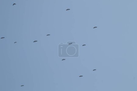 Foto de Bandada de asiático openbill pájaro volando en azul cielo fondo - Imagen libre de derechos