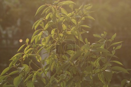 Photo for Low light shot of Green Cinnamomum camphora tree - Royalty Free Image
