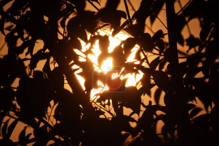 Photo for Shodow of  shot of Green Cinnamomum camphora tree - Royalty Free Image