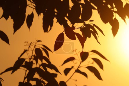Low light shot of Green Cinnamomum camphora tree
