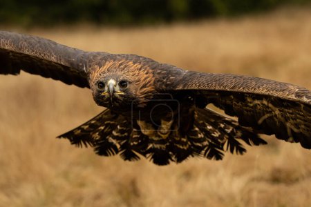 Photo for Golden Eagle flying in The Bohemian Moravian Highlands. High quality photo - Royalty Free Image