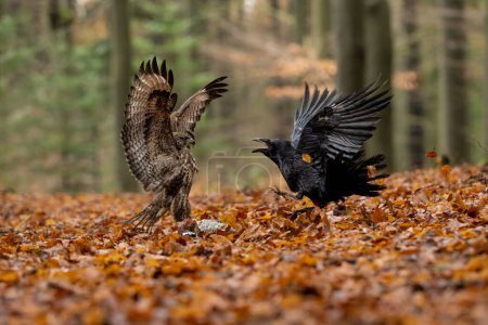 Photo for For life and death. Buzzard and Raven fight in The Bohemian Moravian Highlands. High quality photo - Royalty Free Image
