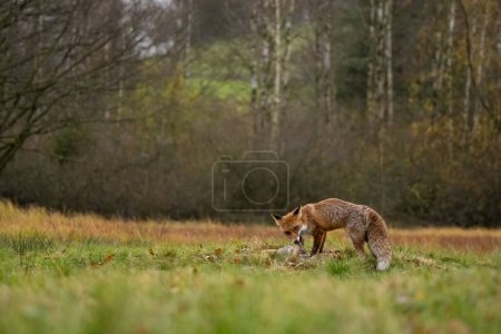 Photo for Fox and its prey rabbit in Bohemian Moravian Highland. High quality photo - Royalty Free Image