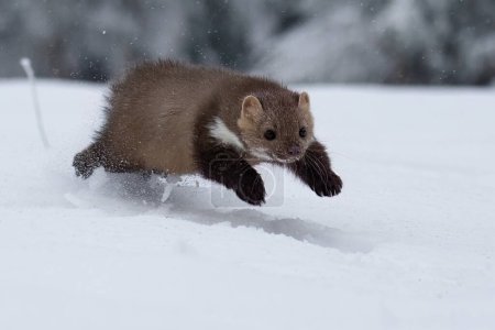 Photo for Wild animal Beech marten, Martes foina,running in the snow. High quality photo - Royalty Free Image