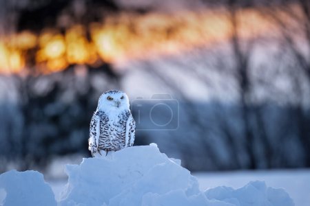 Photo for Snowy Owl on the snow. Bohemian Moravian Highland field. High quality photo - Royalty Free Image