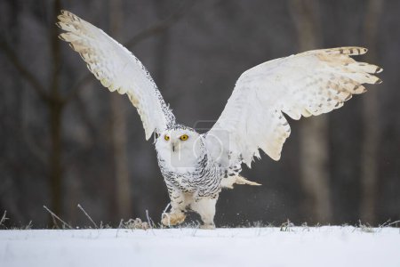 Photo for Snowy Owl on the snow. Bohemian Moravian Highland field. High quality photo - Royalty Free Image