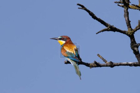 Photo for European bee-eater, Merops apiaster, sitting on the branch. High quality photo - Royalty Free Image