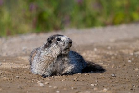Photo for Hoary Marmot on the road from US to Yukon, Canada, Alaska. High quality photo - Royalty Free Image