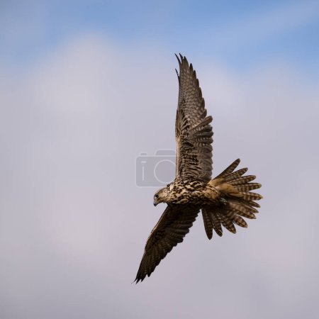 Halcón sacre volando en las Tierras Altas de Bohemia. Foto de alta calidad