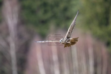 Saker falcon flying in The Bohemian Moravian Highlands. High quality photo