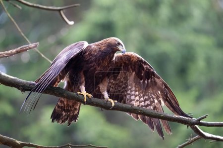 Golden Eagle in The Bohemian Moravian Highlands. High quality photo