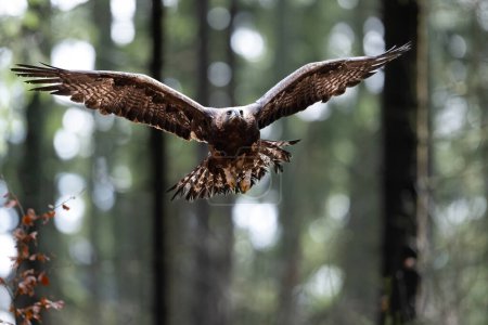 Steinadler fliegen im Böhmisch-Mährischen Hochland. Hochwertiges Foto
