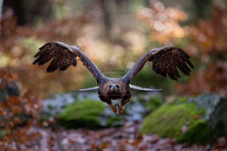 Der betende Steinadler fliegt im Böhmisch-Mährischen Hochland. Hochwertiges Foto