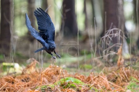Photo for Landing Raven in The Bohemian Moravian Highlands. High quality photo - Royalty Free Image