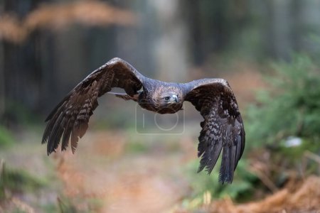 Von Angesicht zu Angesicht. Steinadler fliegen im Böhmisch-Mährischen Hochland. Hochwertiges Foto