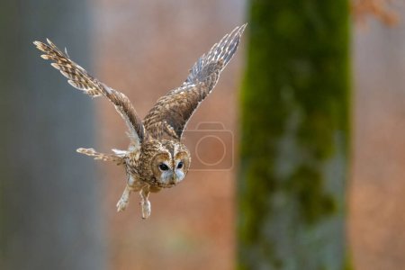 Flying Tawny Owl. Strix aluco, Böhmisch-Mährisches Hochland. Hochwertiges Foto