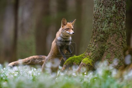 Fox in the Spring snowdrops field in Bohemian.Moravian Highland. High quality photo