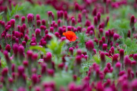 Field poppy in the Crimson clover field. High quality photo