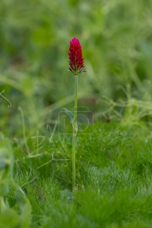 Alone soldier in the field. Crimson clover. High quality photo