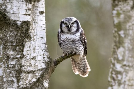 Northern hawk-owl, Surnia ulula, in Boemian-Moravian highlands. High quality photo