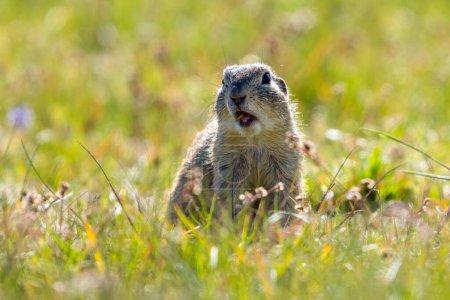 Photo for European ground squirrel, Spermophilus citellus, in the meadow. High quality photo - Royalty Free Image