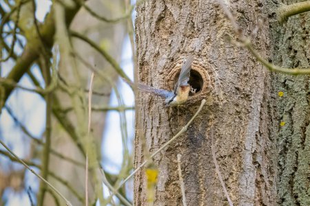 The Eurasian nuthatch feeding youngsters in the nest. Tremendous acceleration on takeoff, very difficult to photograph in flight. High quality photo