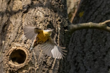 La zorra euroasiática alimentando a los jóvenes en el nido. Tremenda aceleración en el despegue, muy difícil de fotografiar en vuelo. Foto de alta calidad