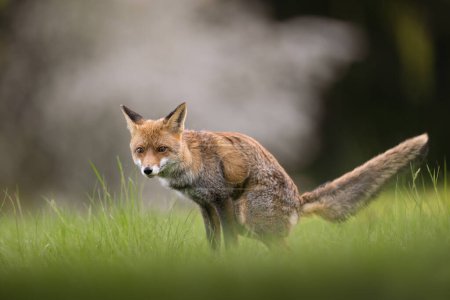 Fox caught shitting in the meadow in Bohemian.Moravian Highland. High quality photo