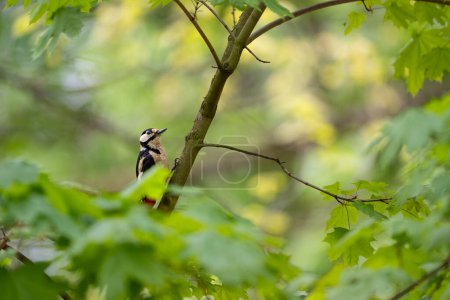Der Buntspecht in einem sonnigen Wald, Dendrocopos major. Hochwertiges Foto