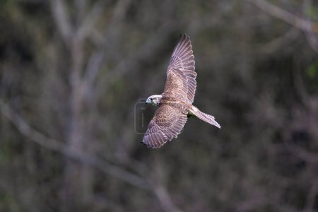Saker falcon flying in The Bohemian Moravian Highlands. Photo de haute qualité