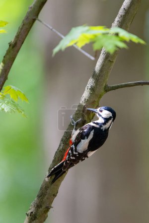 The great spotted woodpecker in a sunny forest, Dendrocopos major. High quality photo