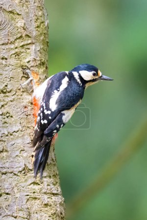 The great spotted woodpecker in a sunny forest, Dendrocopos major. High quality photo