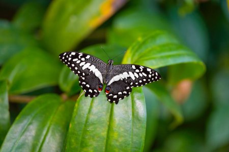 Papilio demodocus, Zitrusschwalbenschwanz, ruht auf den Blättern. Zerbrechliche Schönheit in der Natur. Hochwertiges Foto