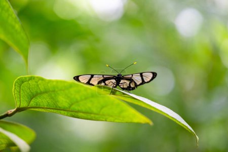 Black glasswing is resting on the leaves. Fragile beauty in nature. Methona confusa. High quality photo