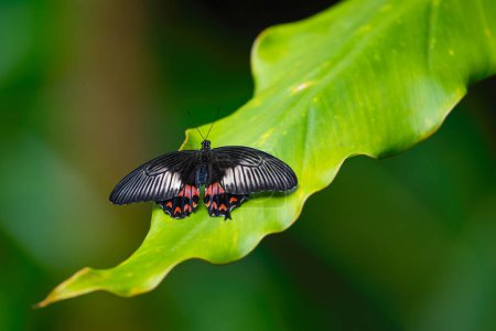 Le mormon commun repose sur les feuilles. Beauté fragile dans la nature. Papilio polytes. Photo de haute qualité