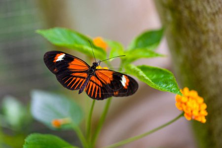 Postman butterfly is sucking nectar. Fragile beauty in nature. Heliconius melpomene. High quality photo