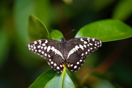Papilio demodocus, Citrus swallowtail, is resting on the leaves. Fragile beauty in nature. Heliconius melpomene. High quality photo
