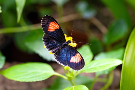 Postman butterfly is sucking nectar. Fragile beauty in nature. Heliconius melpomene. High quality photo